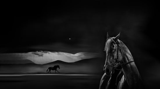 Framed Art Toronto|Discover the Elegance of Black-and-White Photography: A Tribute to Nature, Horse, and Grace
