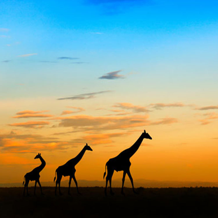 Animals