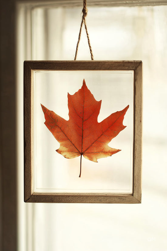 Frame Your Maple Leaves with Our Professional Framing Service to Preserve the Best Memories