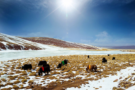 Yak in Tibetan Plateau
