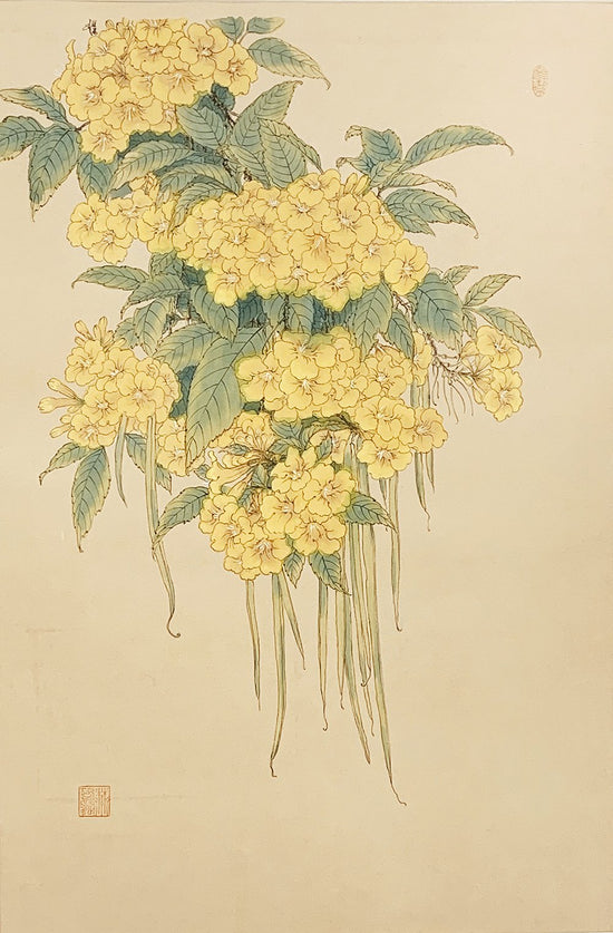 Yellow Bell Flower ŽÈãŽÕُ_±